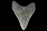 Serrated, Fossil Megalodon Tooth - Aurora, North Carolina #176590-1